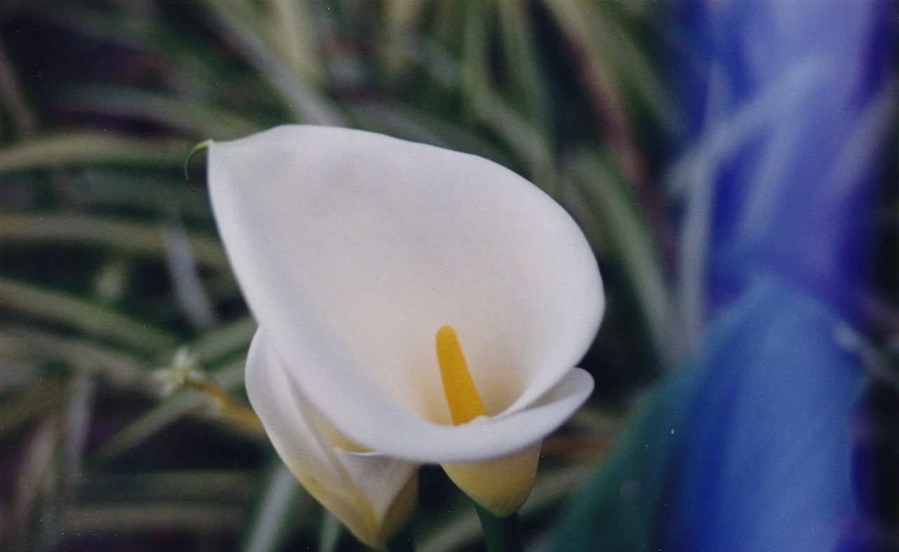 White calla lily with yellow spadix close-up.